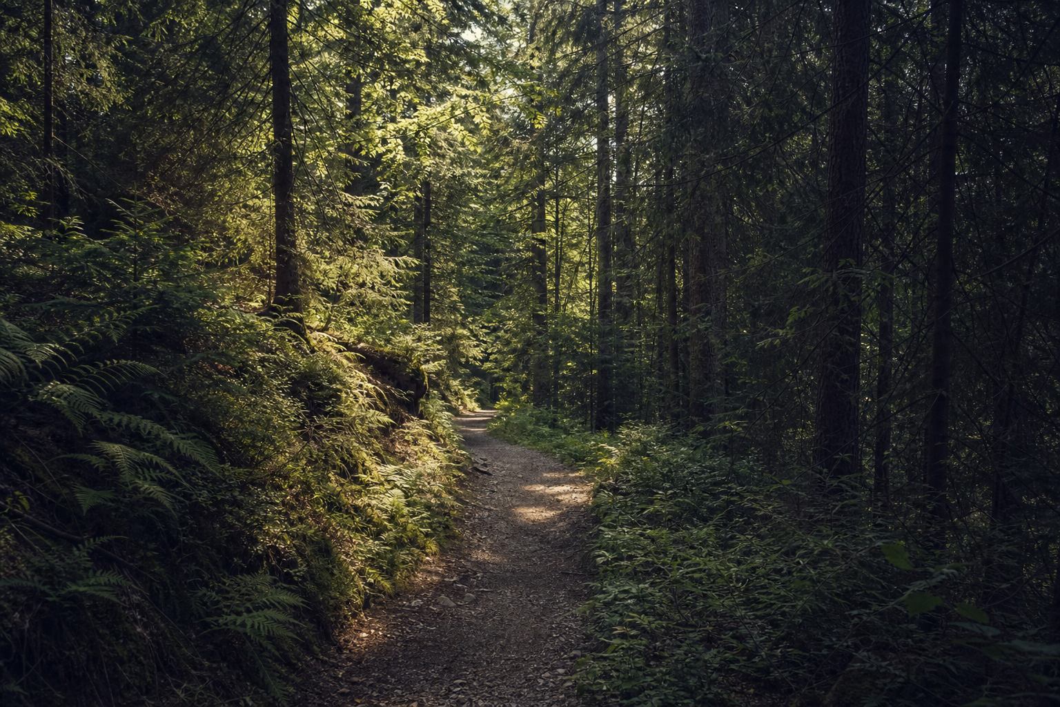 Pfad im Schwarzwald zwischen Fichten und Farn